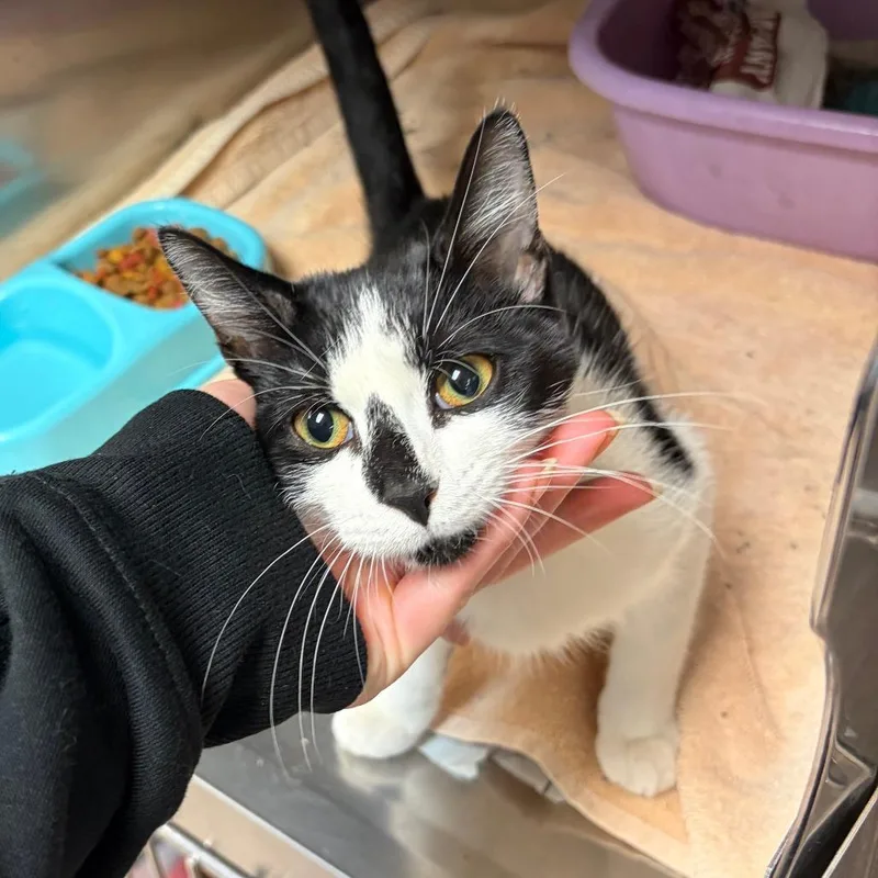 A baby small-sized male Domestic Short Hair cat named Fisher for adoption in Ardmore, OK