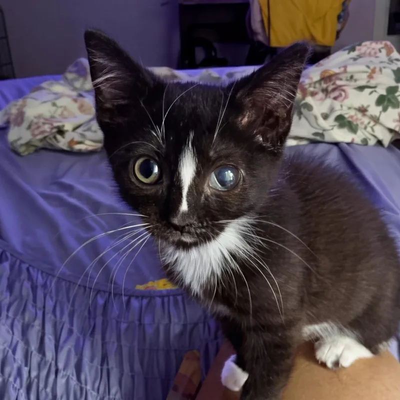 A baby small-sized female Black Domestic Short Hair cat named Dicey Diane for adoption in Fredericksburg, VA