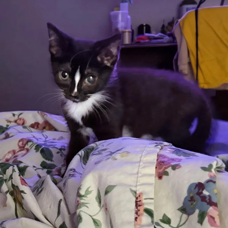 Dicey Diane thumbnail 2