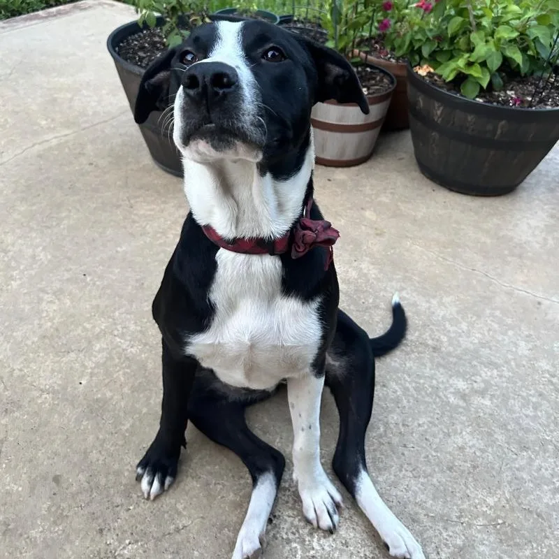 A baby large-sized female Black American Staffordshire Terrier dog named Bebe for adoption in Houston, TX