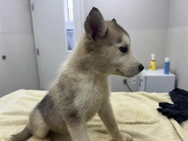 A baby small-sized female Siberian Husky dog named Connie for adoption in Garland, TX