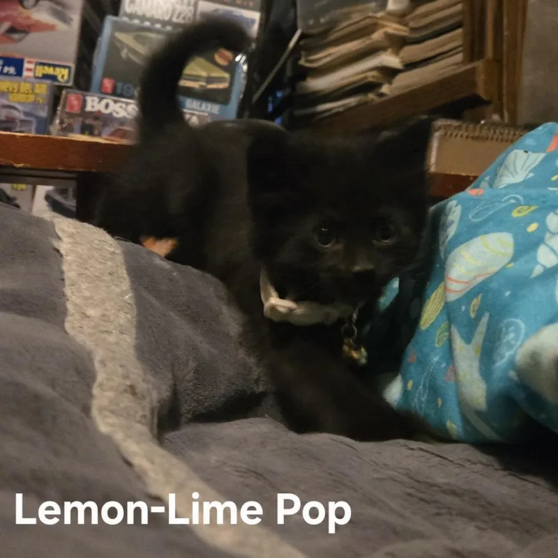 LemonLime Pop C