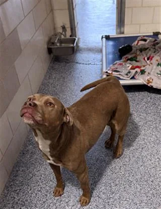 An adult medium-sized female Pit Bull Terrier dog named Peach for adoption in Charlotte, NC