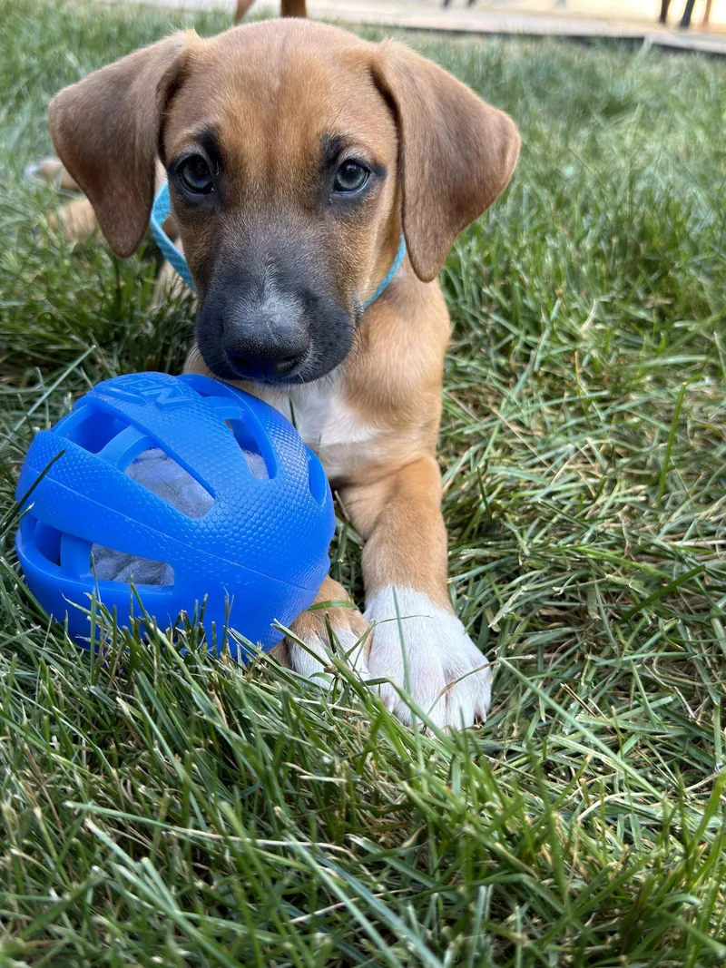 A baby large-sized male Doberman Pinscher dog named Griffin for adoption in Minneapolis, MN
