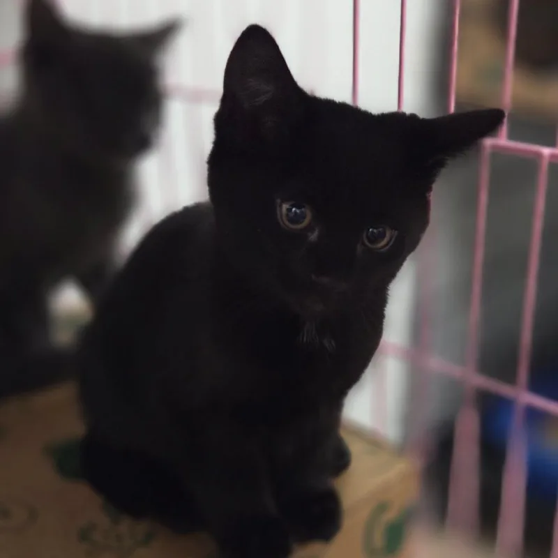 A baby small-sized female Gray / Blue / Silver Domestic Short Hair cat named Tonya for adoption in Priest River, ID