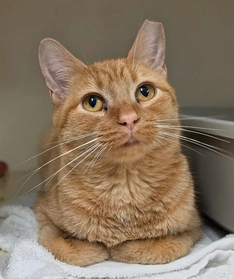 A young medium-sized female Domestic Short Hair cat named Priscilla for adoption in Bloomington, IN