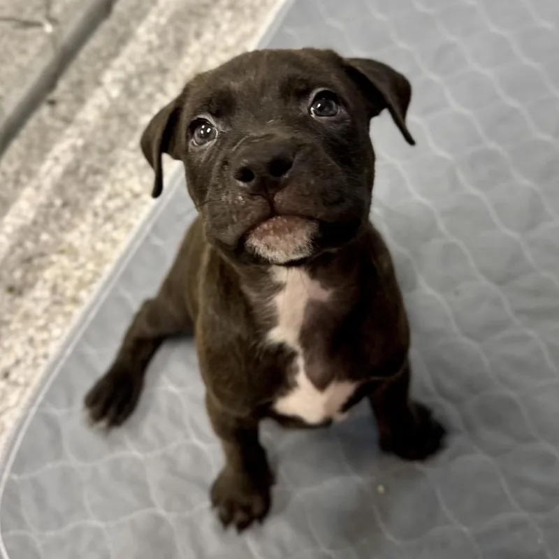 A baby medium-sized male Brown / Chocolate Pit Bull Terrier dog named Argyle for adoption in Durham, NC
