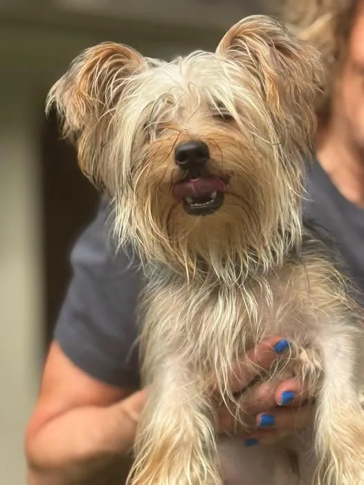 A young small-sized male Yorkshire Terrier dog named Theo for adoption in Matthews, NC