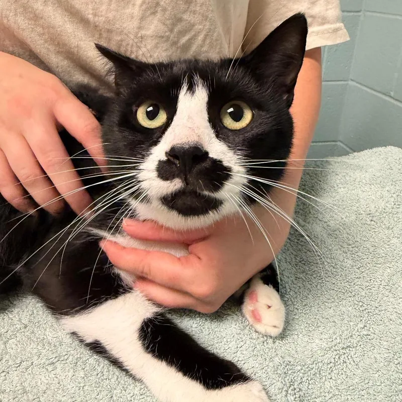 An adult large-sized male Domestic Short Hair cat named Snoot for adoption in Fredericksburg, VA
