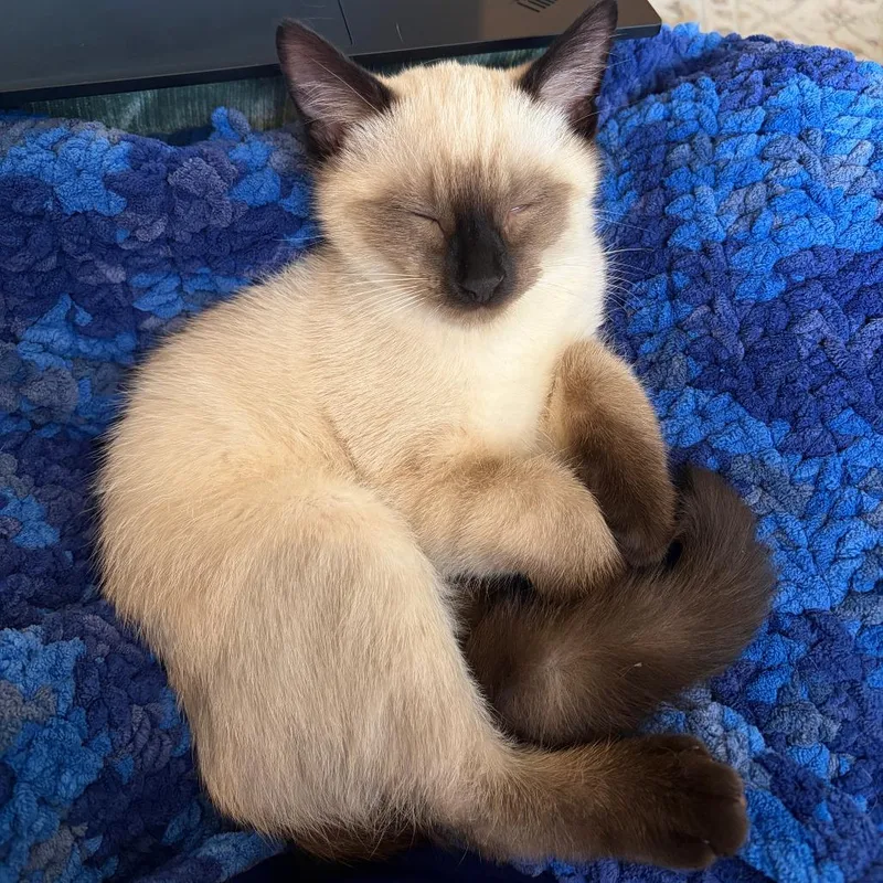 A baby small-sized male Cream / Ivory Domestic Short Hair cat named Sammy for adoption in Inver Grove Heights, MN
