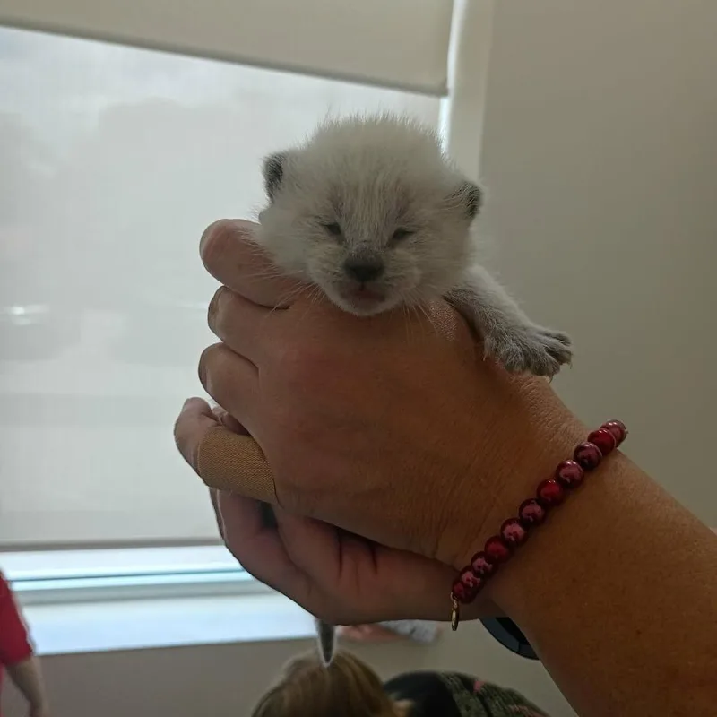 Sammy thumbnail 4