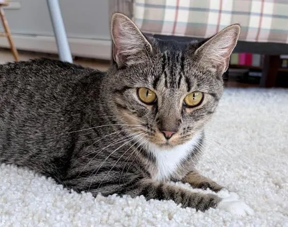 A baby small-sized female Tabby (Gray / Blue / Silver) Domestic Short Hair cat named Tigger for adoption in Melrose, MA