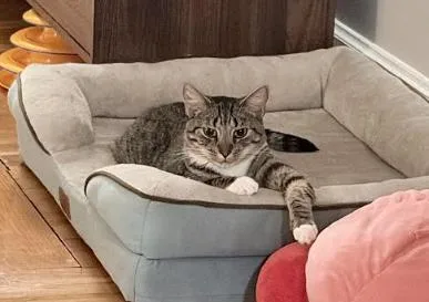 Tigger thumbnail 2