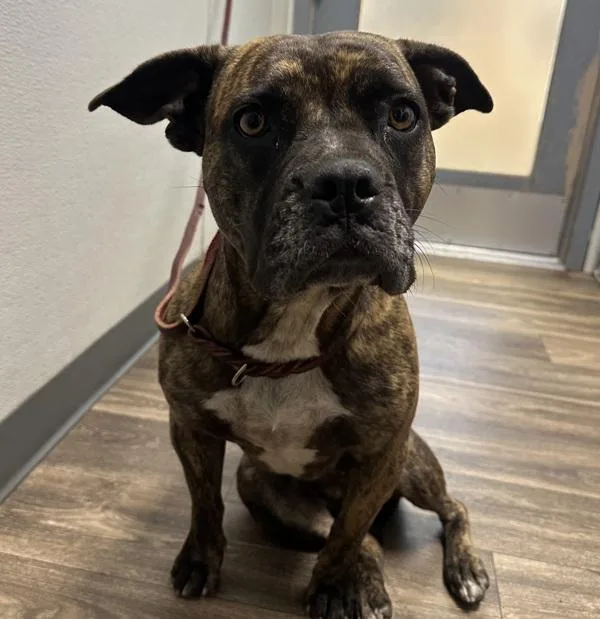 An adult medium-sized female Boxer dog named Karma for adoption in San Diego, CA