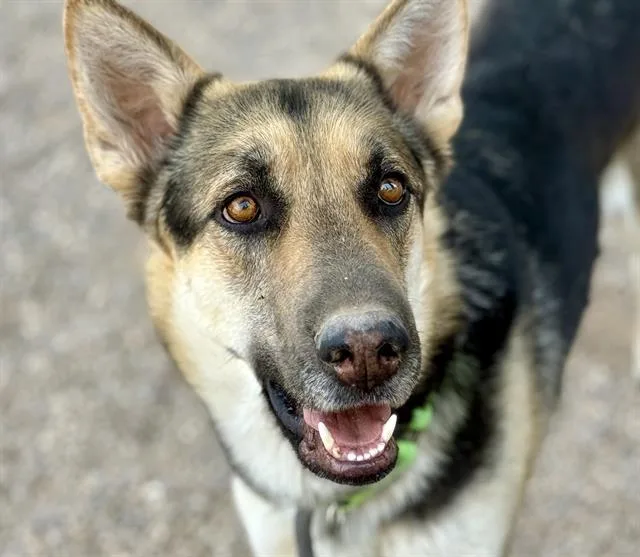 A young large-sized male German Shepherd Dog dog named Bisbee for adoption in Tucson, AZ
