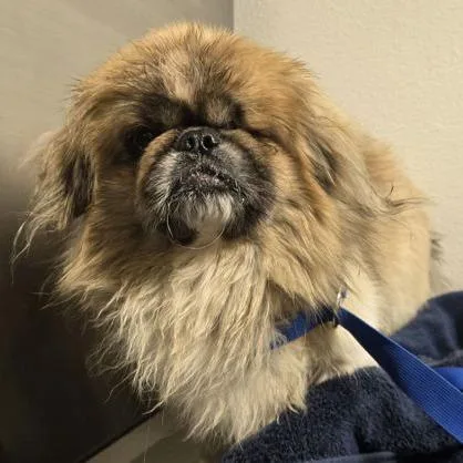 An adult small-sized male Brown / Chocolate Pekingese dog named Muggsy for adoption in Fresno, CA