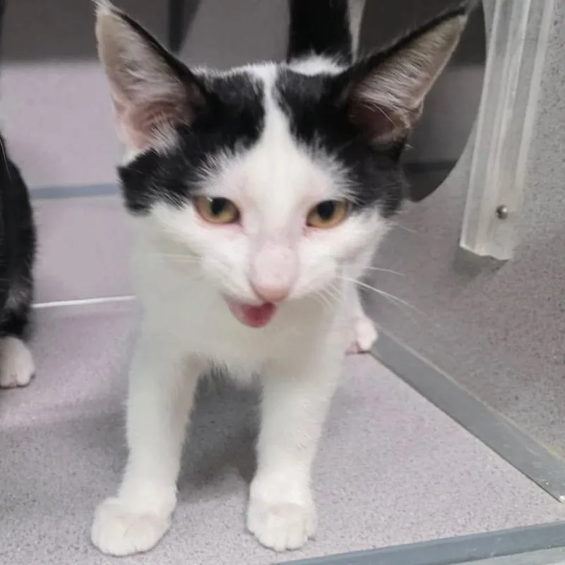 A baby small-sized female Domestic Medium Hair cat named Baby Ruth for adoption in Baytown, TX