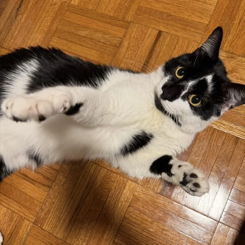 An adult medium-sized male American Shorthair cat named King Moosh for adoption in Union City, NJ