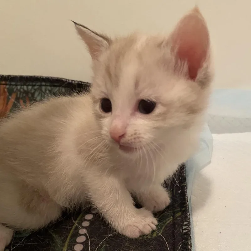 A baby small-sized male White Domestic Short Hair cat named Kevin F for adoption in Oklahoma City, OK