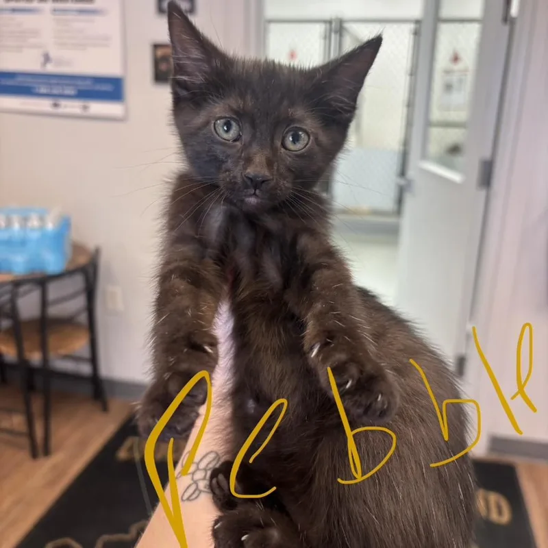 A baby small-sized female Black Domestic Short Hair cat named Pebble for adoption in Morganfield, KY