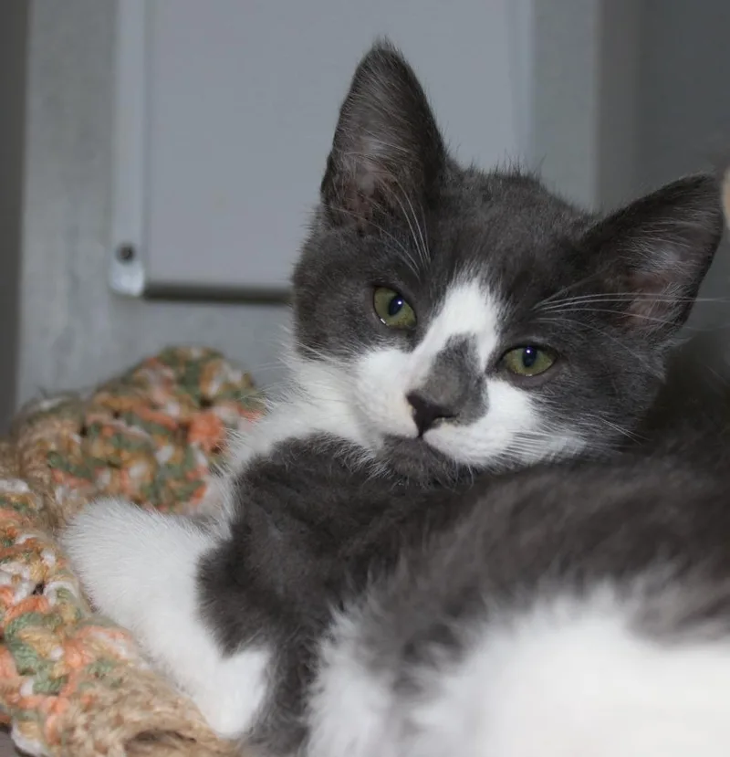 A baby medium-sized male Domestic Long Hair cat named Scooby Doo for adoption in Shoreline, WA