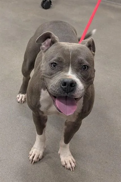A young medium-sized female Pit Bull Terrier dog named Merlot for adoption in Upper Marlboro, MD