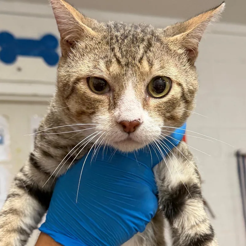 An adult large-sized male Brown / Chocolate Domestic Short Hair cat named Plinko for adoption in Edinburg, TX