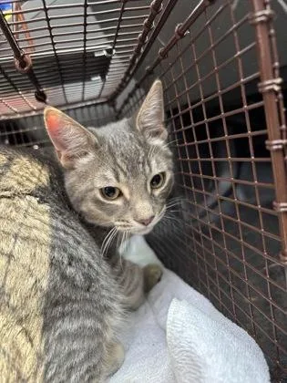 A baby medium-sized male Domestic Short Hair cat named Jae for adoption in West Chester, PA