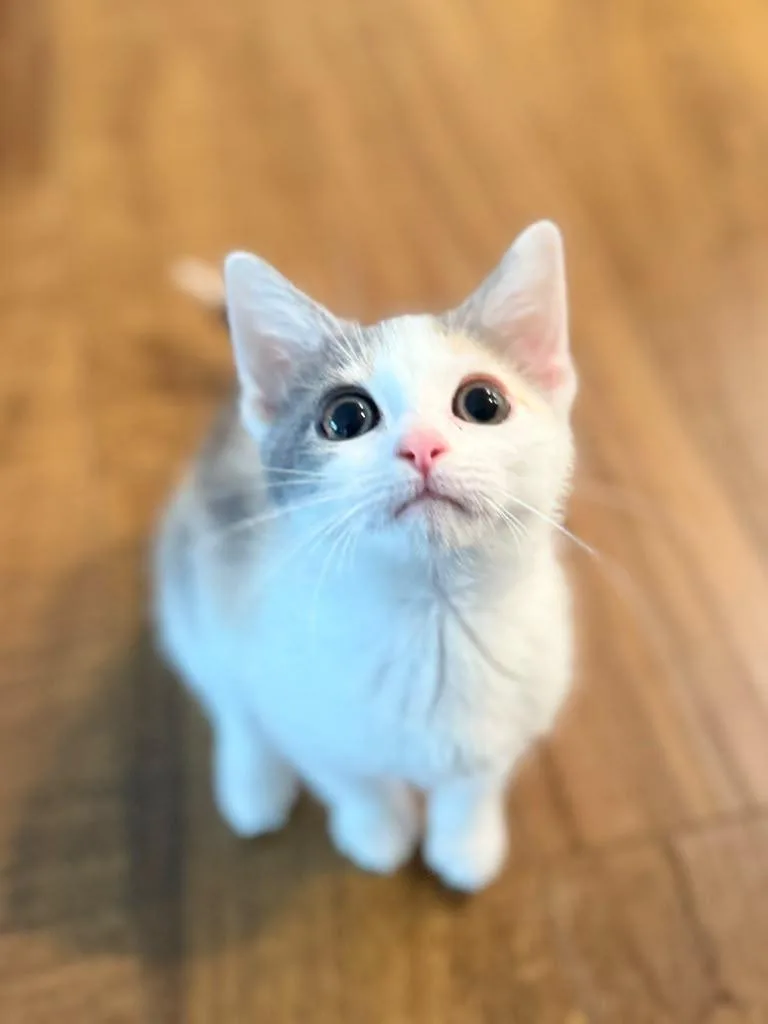 A baby medium-sized female Calico Domestic Short Hair cat named Pistachio for adoption in Richmond, KY