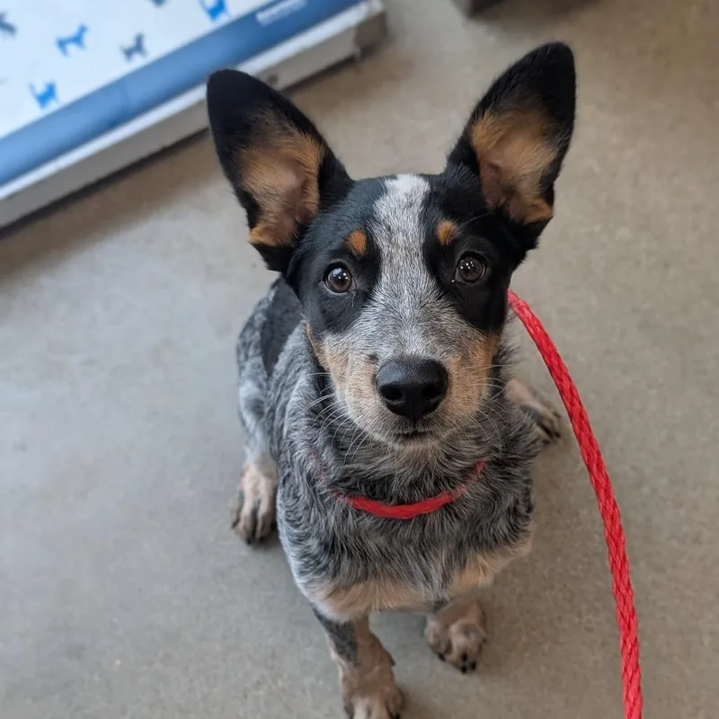 A baby medium-sized male Australian Cattle Dog / Blue Heeler dog named Xander for adoption in Sand Springs, OK