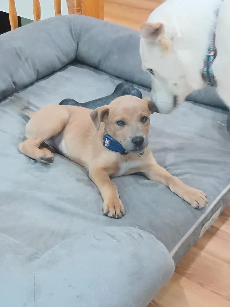 A baby small-sized female Labrador Retriever dog named Fergy for adoption in Rockland, WI