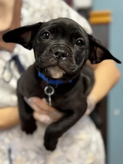 A baby large-sized male Black Pit Bull Terrier dog named Meatloaf for adoption in Stanwood, WA