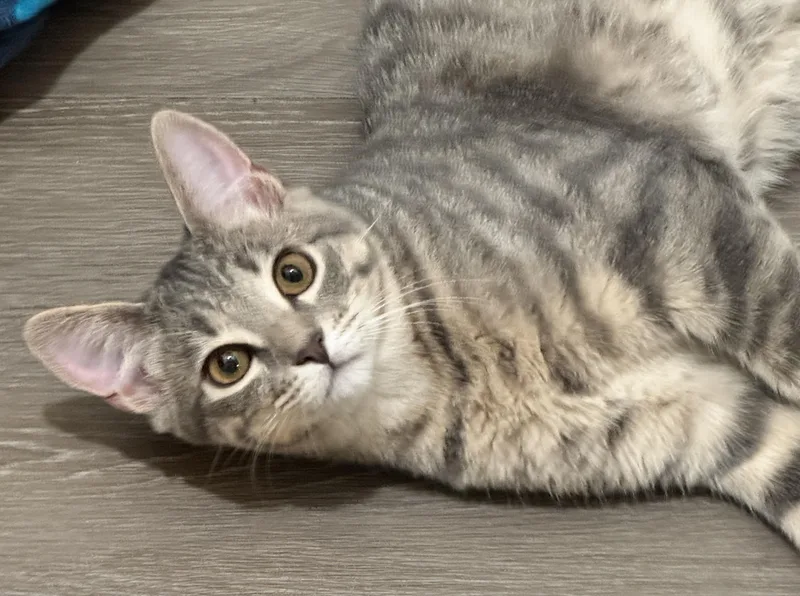 London And Shadow thumbnail 2