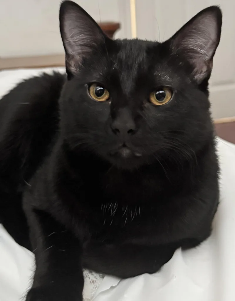 London And Shadow thumbnail 3