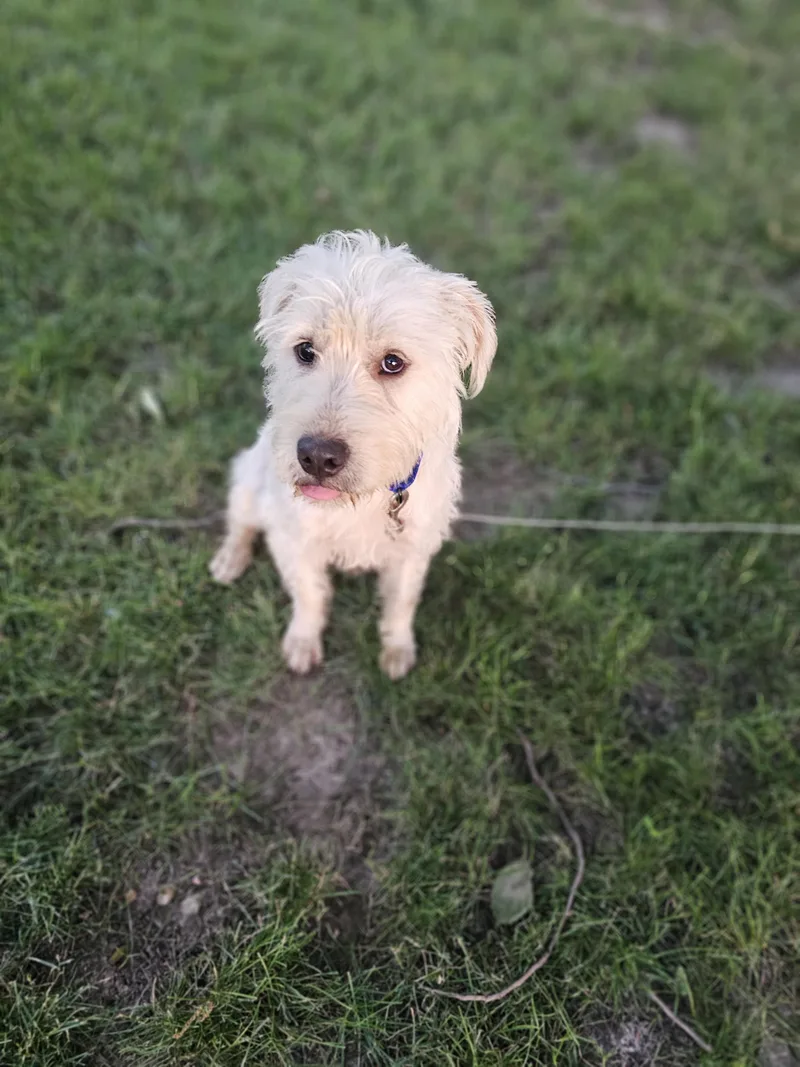 A young medium-sized male Apricot / Beige Goldendoodle dog named Scrappy for adoption in O Fallon, IL