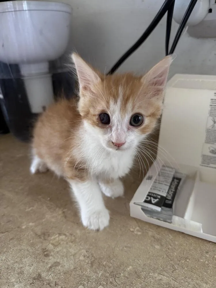 Bowie