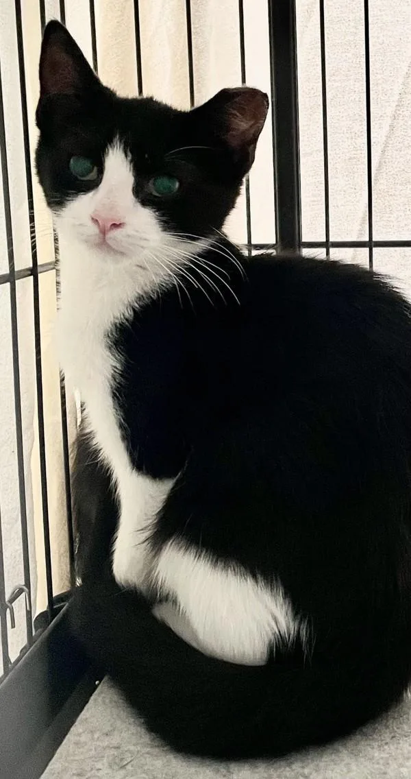 A young medium-sized male Domestic Short Hair cat named Moonpie for adoption in Stratham, NH