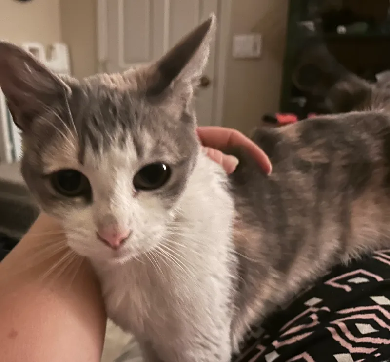 A senior small-sized female White Dilute Calico cat named Sutton for adoption in Scottsdale, AZ