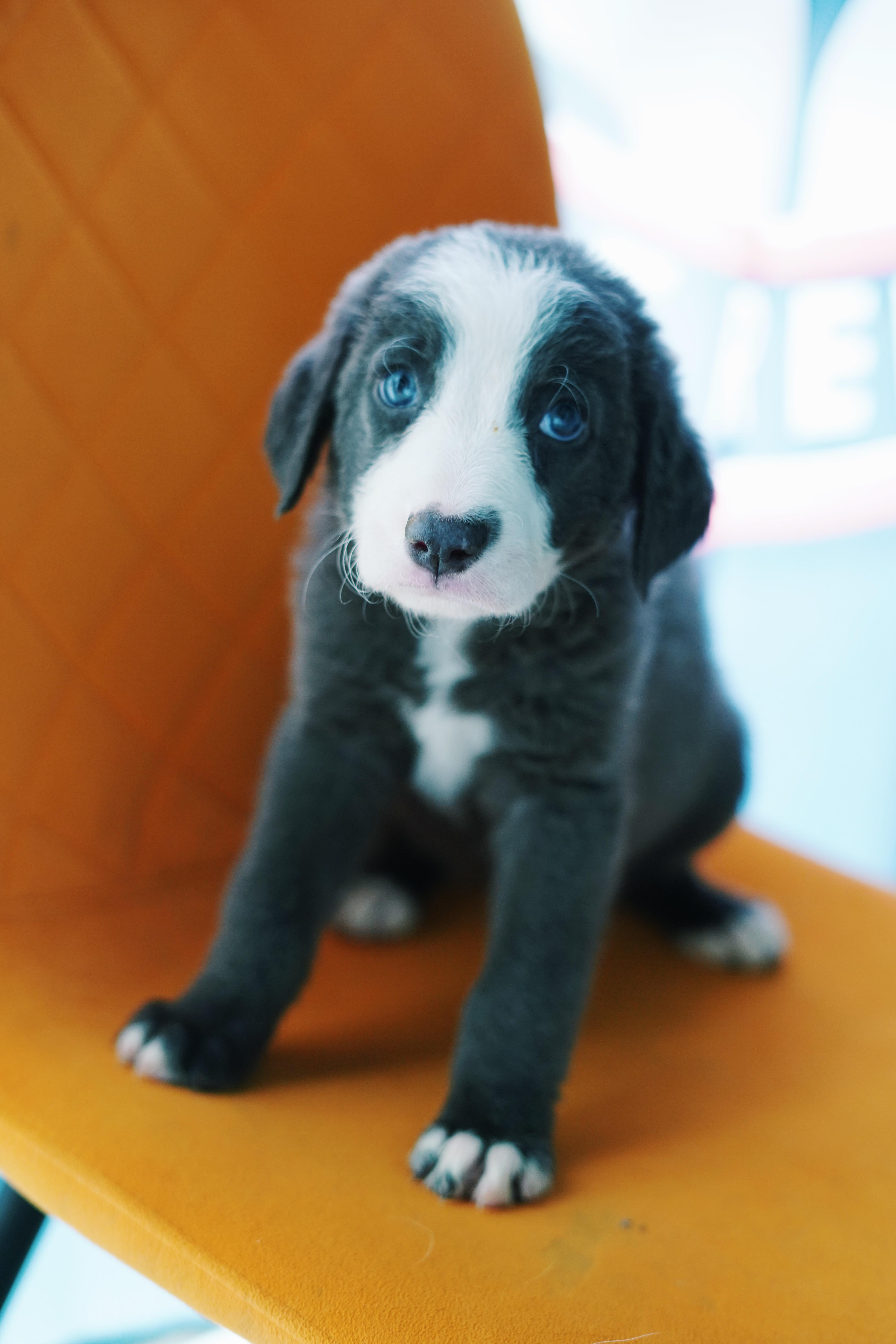 A baby large-sized male Golden Retriever dog named Tom for adoption in Bixby, OK
