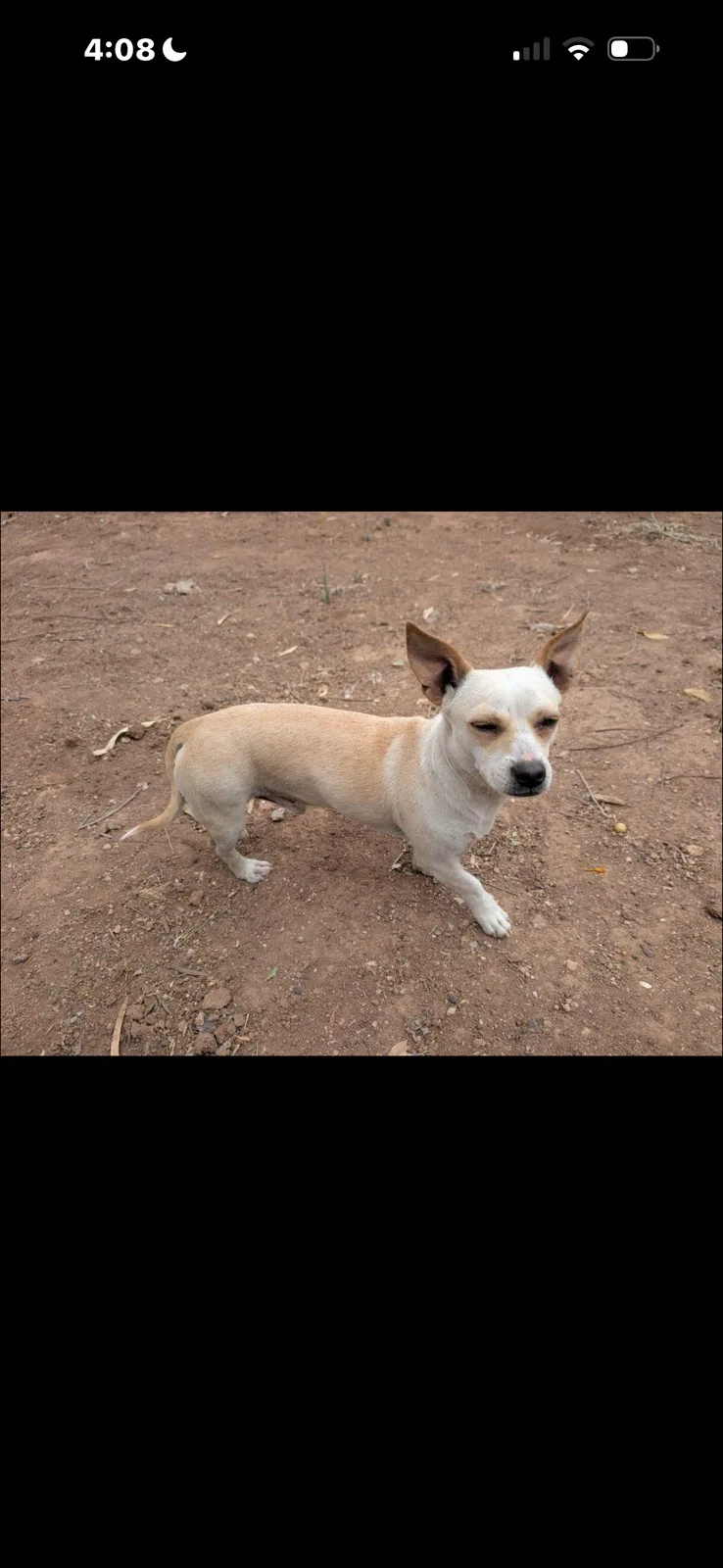 An adult small-sized male Tan Chihuahua dog named Don Knotts for adoption