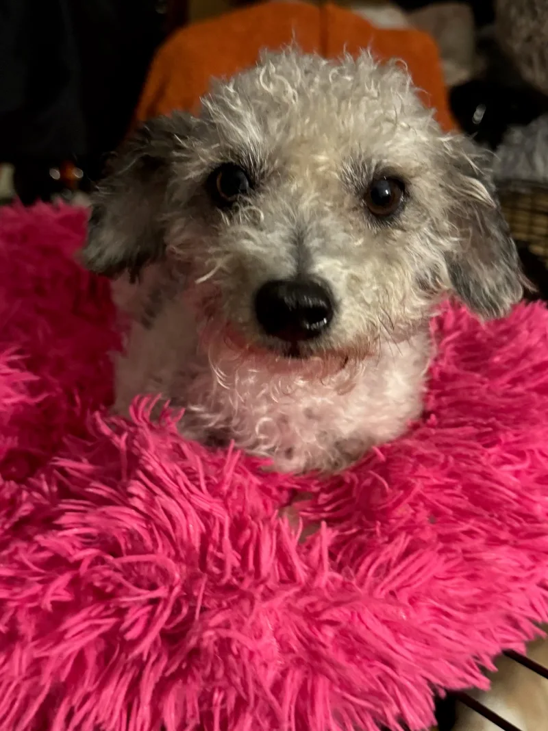 An adult small-sized female Gray Miniature Poodle dog named Phyllis Diller for adoption