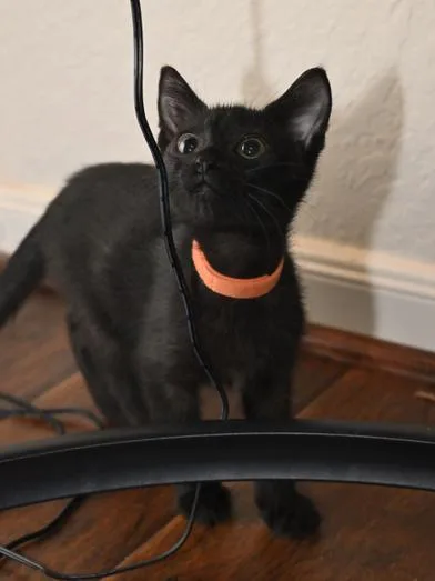 A baby medium-sized male Black Bombay cat named Michelangelo for adoption in Liverpool, TX