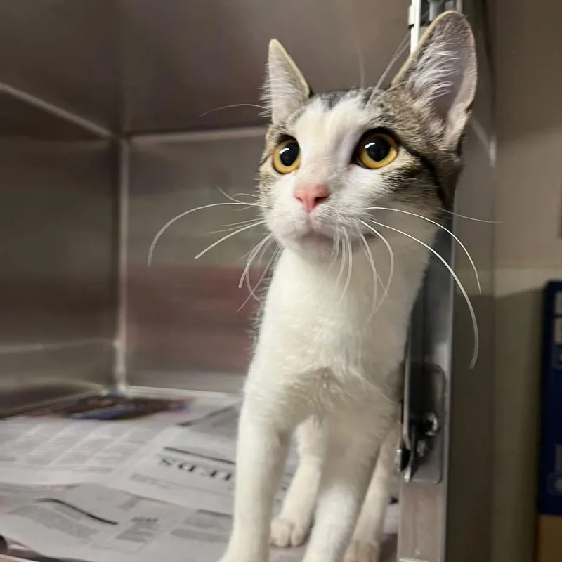 A young medium-sized female Black & White / Tuxedo Domestic Short Hair cat named Vroom for adoption in Norman, OK