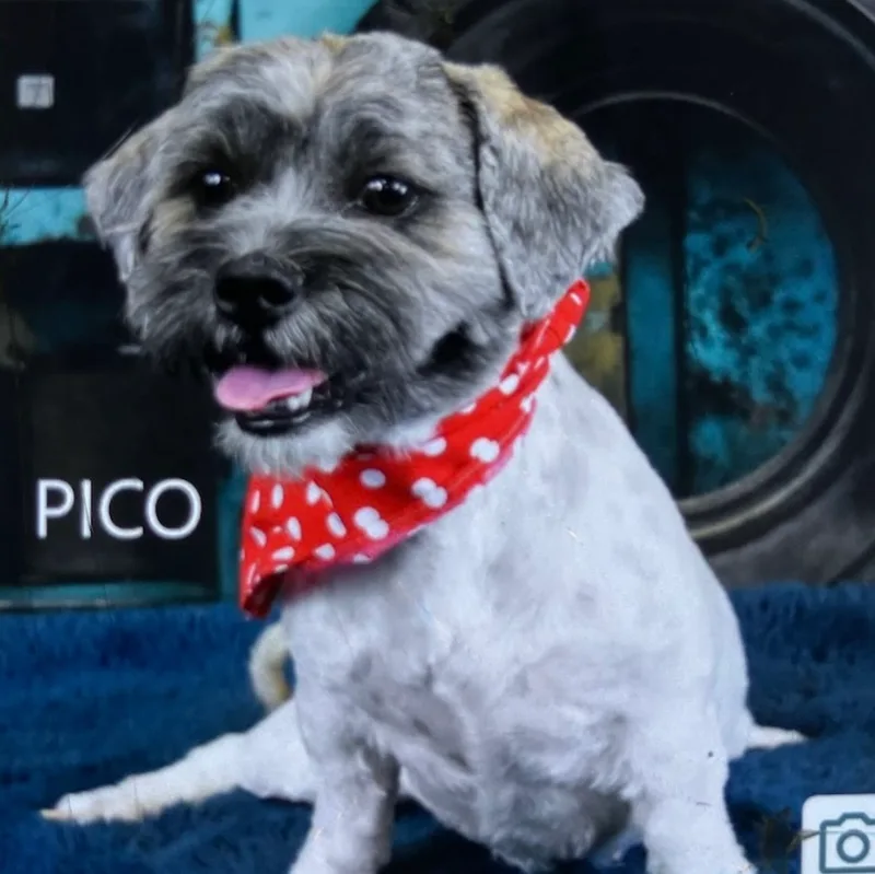 Pico