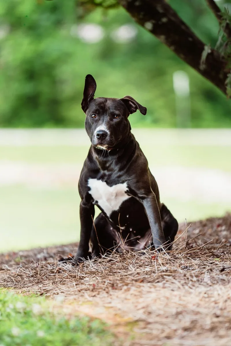 An adult medium-sized female Pit Bull Terrier dog named Mavis for adoption in Greensboro, GA