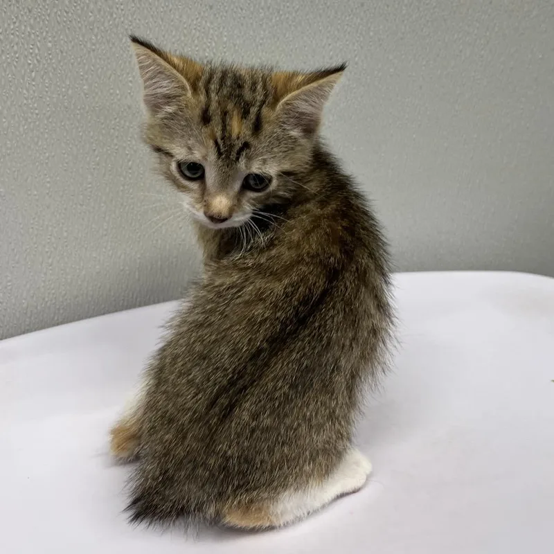 A baby small-sized female Brown / Chocolate Domestic Short Hair cat named Clara for adoption in Clearwater, FL