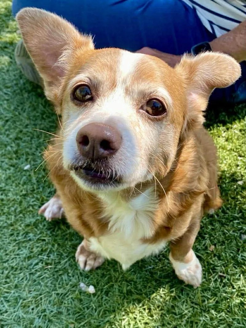 A senior small-sized female Brown / Chocolate Corgi dog named Sara Jean for adoption in Independence, MO