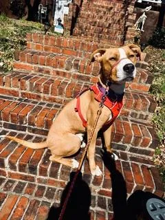 An adult large-sized male Mixed Breed dog named Flanders for adoption in Atlanta, GA