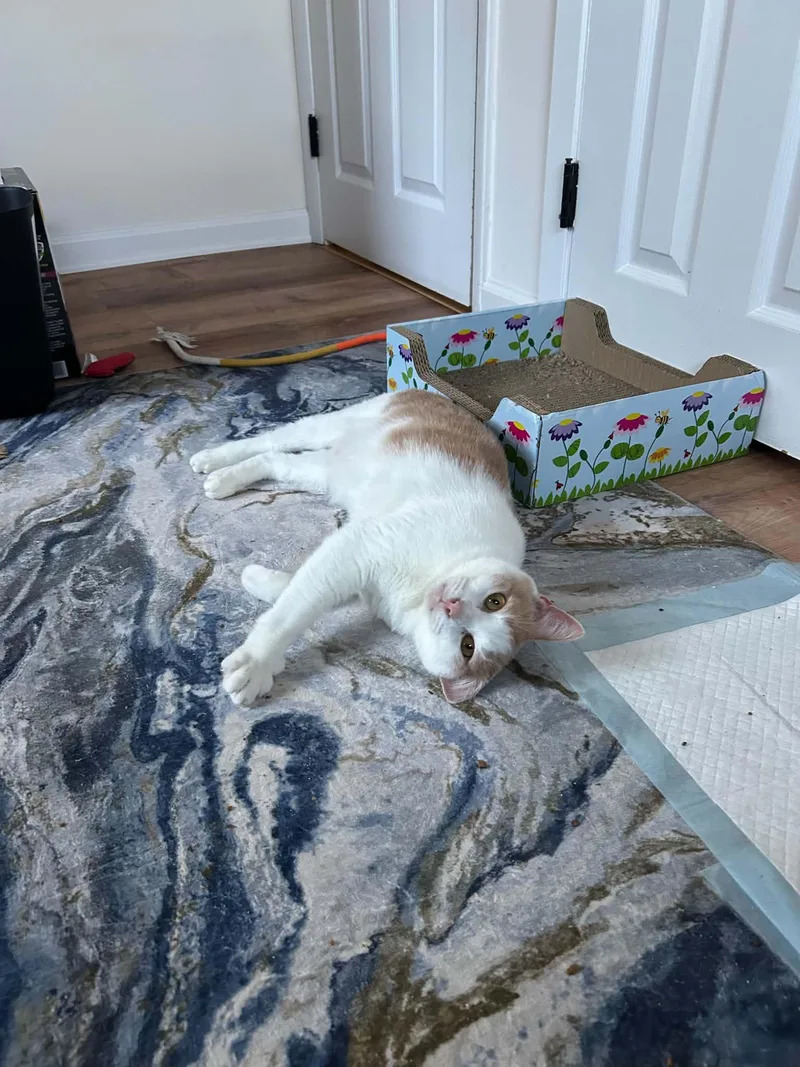 A senior large-sized male Domestic Short Hair cat named Rolo for adoption in Bellmawr, NJ