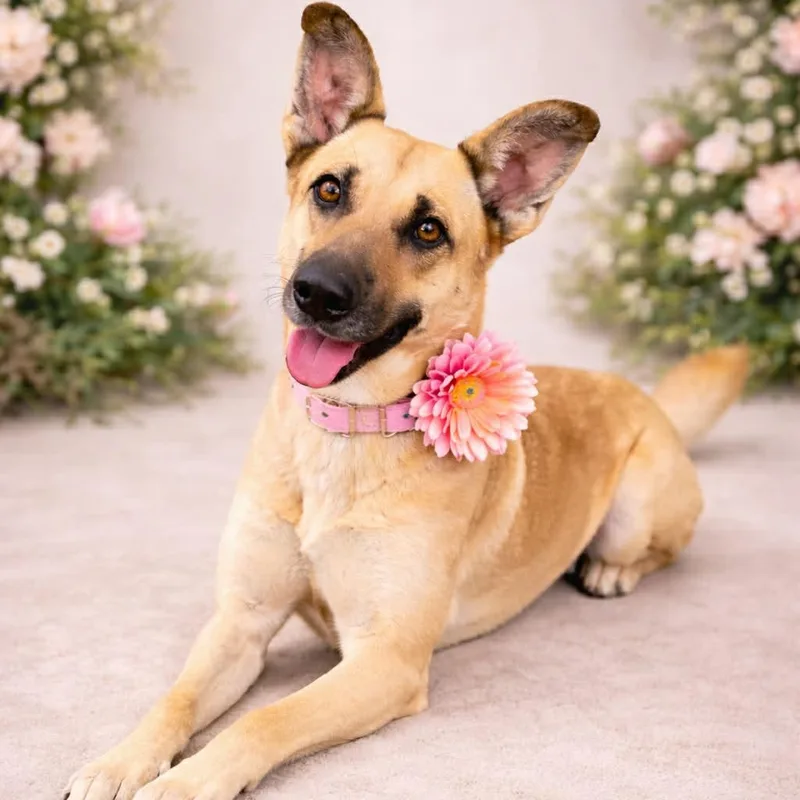 An adult medium-sized female German Shepherd Dog dog named Lily Gs for adoption in Allen, TX